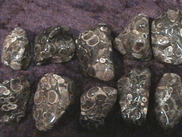 Tumbled Stone - Turritella Agate